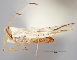   Leptopharsa lineata , lateral view; photo: Paul Langlois, USDA APHIS PPQ ITP Node, bugwood.org 

