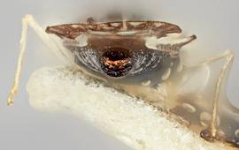   Leptopharsa machalana  male, caudal view; photo: Paul Langlois, USDA APHIS PPQ ITP Node, bugwood.org 
