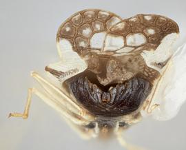   Leptopharsa machalana  female, caudal view; photo: Paul Langlois, USDA APHIS PPQ ITP Node, bugwood.org 
