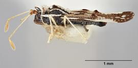   Leptopharsa machalana  male, lateral view; photo: Paul Langlois, USDA APHIS PPQ ITP Node, bugwood.org 
