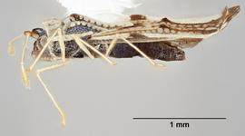   Leptopharsa machalana  female, lateral view; photo: Paul Langlois, USDA APHIS PPQ ITP Node, bugwood.org 

