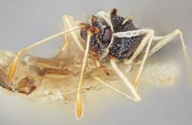   Leptopharsa machalana  male, laterofrontal view; photo: Paul Langlois, USDA APHIS PPQ ITP Node, bugwood.org 
