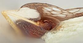   Leptopharsa ovantis    male, caudal view; photo: Paul Langlois, USDA APHIS PPQ ITP Node, bugwood.org 
