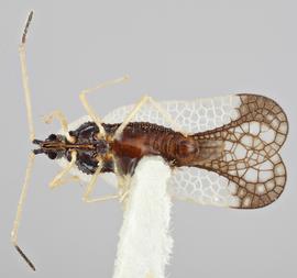   Leptopharsa ovantis    male, ventral view; photo: Paul Langlois, USDA APHIS PPQ ITP Node, bugwood.org 
