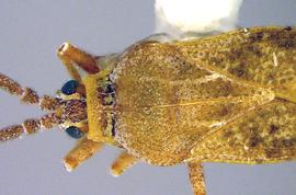  Leptoypha binotata  head and thorax, dorsal view; photo courtesy of USDA APHIS PPQ ITP imageID 
