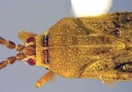   Leptoypha brevicornis  head and thorax, dorsal view; photo courtesy of USDA APHIS PPQ ITP imageID 
