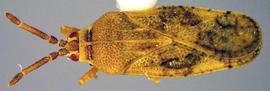   Leptoypha brevicornis , dorsal view; photo courtesy of USDA APHIS PPQ ITP imageID 
