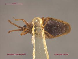   Leptoypha costata , ventral view; photo; Don Griffiths, Spencer Entomological Collection, Beaty Biodiversity Museum, UBC 
