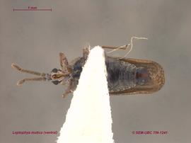   Leptoypha mutica , ventral view; photo; Don Griffiths, Spencer Entomological Collection, Beaty Biodiversity Museum, UBC 
