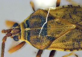   Leptoypha costata  head and thorax, dorsal view; photo courtesy of USDA APHIS PPQ ITP imageID 
