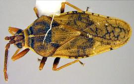   Leptoypha costata , dorsal view; photo courtesy of USDA APHIS PPQ ITP imageID 

