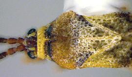   Leptoypha drakei  head and thorax, dorsal view; photo courtesy of USDA APHIS PPQ ITP imageID 
