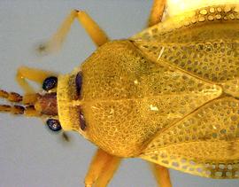   Leptoypha elliptica  head and thorax, dorsal view; photo courtesy of USDA APHIS PPQ ITP imageID 
