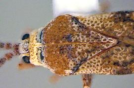   Leptoypha mutica  head and thorax, dorsal view; photo courtesy of USDA APHIS PPQ ITP imageID 
