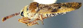   Leptoypha mutica , lateral view; photo courtesy of USDA APHIS PPQ ITP imageID 
