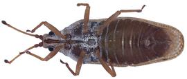   Leptoypha  sp., ventral view; photo courtesy of USDA APHIS PPQ ITP imageID 
