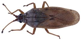   Leptoypha  sp., dorsal view; photo courtesy of USDA APHIS PPQ ITP imageID 
