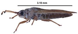   Leptoypha  sp., lateral view; photo courtesy of USDA APHIS PPQ ITP imageID 
