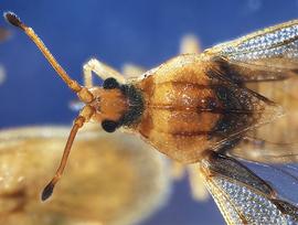   Leptoypha  sp. head and thorax, dorsal view; photo courtesy of USDA APHIS PPQ ITP imageID 

