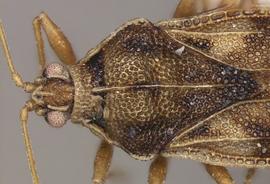   Monosteira unicostata  head and thorax, dorsal view; photo courtesy of USDA APHIS PPQ ITP imageID 
