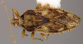   Monosteira unicostata , dorsal view; photo courtesy of USDA APHIS PPQ ITP imageID 
