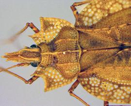   Phatnoma annulipes  head and thorax, dorsal view; photo courtesy of USDA APHIS PPQ ITP imageID 
