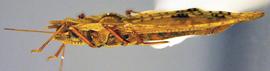   Phatnoma annulipes , lateral view; photo courtesy of USDA APHIS PPQ ITP imageID 
