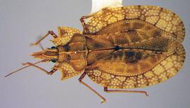   Phatnoma annulipes , dorsal view photo courtesy of USDA APHIS PPQ ITP imageID 
