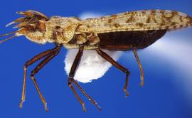   Phatnoma marmorata , lateral view; photo courtesy of USDA APHIS PPQ ITP imageID 
