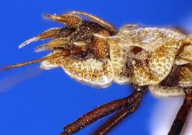   Phatnoma marmorata  head and thorax, lateral view; photo courtesy of USDA APHIS PPQ ITP imageID 
