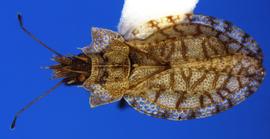   Phatnoma marmorata , dorsal view; photo courtesy of USDA APHIS PPQ ITP imageID 
