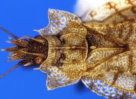   Phatnoma marmorata  head and thorax, dorsal view; photo courtesy of USDA APHIS PPQ ITP imageID 
