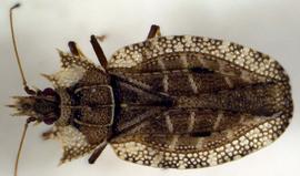   Phatnoma nbsp;sp., dorsal view; photo: courtesy of USDA APHIS PPQ ITP imageiD 
