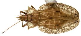   Phatnoma nbsp;sp., dorsal view; photo: courtesy of USDA APHIS PPQ ITP imageiD 
