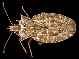   Phatnoma  sp., dorsal view; photo: courtesy of USDA APHIS PPQ ITP imageiD 
