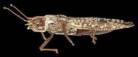   Phatnoma nbsp;sp., lateral view; photo: courtesy of USDA APHIS PPQ ITP imageiD 
