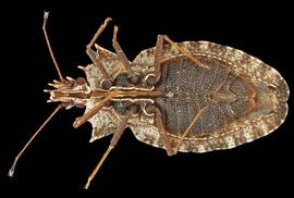  Phatnoma nbsp;sp., ventral view; photo: courtesy of USDA APHIS PPQ ITP imageiD 
