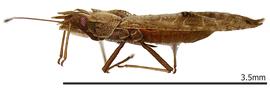   Phatnoma nbsp;sp., lateral view; photo: courtesy of USDA APHIS PPQ ITP imageiD 

