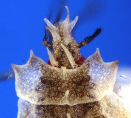   Phatnoma  sp. nymph, dorsal view; photo courtesy of USDA APHIS PPQ ITP imageID 

