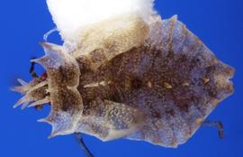   Phatnoma  sp. nymph, dorsal view; photo courtesy of USDA APHIS PPQ ITP imageID 
