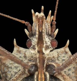   Phatnoma nbsp;sp. head, ventral view; photo: courtesy of USDA APHIS PPQ ITP imageiD 

