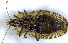   Phatnoma nbsp;sp., ventral view; photo: courtesy of USDA APHIS PPQ ITP imageiD 
