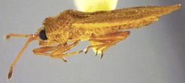   Physatocheila brevirostris , lateral view; photo courtesy of USDA APHIS PPQ ITP imageID 
