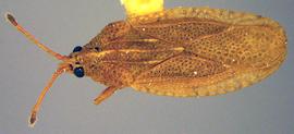  Physatocheila brevirostris , dorsal view; photo courtesy of USDA APHIS PPQ ITP imageID 
