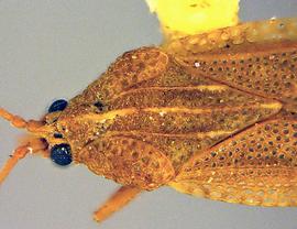   Physatocheila brevirostris  head and thorax, dorsal view; photo courtesy of USDA APHIS PPQ ITP imageID 
