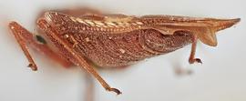   Physatocheila costata    male, caudal view; photo: Paul Langlois, USDA APHIS PPQ ITP Node, bugwood.org 
