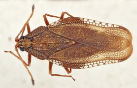   Physatocheila costata    male, dorsal view; photo: Paul Langlois, USDA APHIS PPQ ITP Node, bugwood.org 
