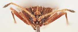   Physatocheila costata    male, frontal view; photo: Paul Langlois, USDA APHIS PPQ ITP Node, bugwood.org 
