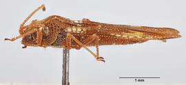   Physatocheila costata    male, lateral view; photo: Paul Langlois, USDA APHIS PPQ ITP Node, bugwood.org 
