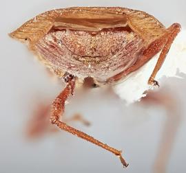   Physatocheila plexa    female, caudal view; photo: Paul Langlois, USDA APHIS PPQ ITP Node, bugwood.org 
